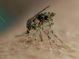 Maybe you would like to learn more about one of these? How Does Deet Repel Mosquitoes So Effectively Goats And Soda Npr