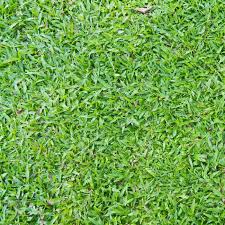 Polyester is a synthetic resin that repels water. Natural Outdoor Green Grass Broadleaf Carpet Grass Texture Stock Photo Picture And Royalty Free Image Image 13855279