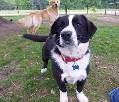 Border Collie Basset Hound Rescue Short Legs But Very Athletic Basset Hound Rescue Dream Pet Cute Animals