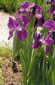 The Croatian Iris Iris Croatica Is An Endemic Species Which Grows In The Northern Part Of The Country Spring Bulbs Nature Croatia Travel