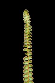 Image result for Lindsaea