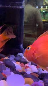 mindvoices_ on Instagram: No human are free as fish #fish #fishing  #aquarium #fishinglife #nature #food #fishtank #catchandrele… | Fish tank,  Fishing life, Fish pet