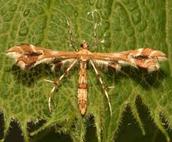 Image result for Gnidia chapmanii