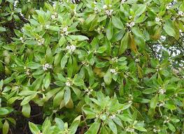 Image result for Myoporum laetum
