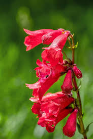 Image result for Penstemon hartwegii
