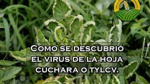 Ingeniero agrónomo en agave/ aguacate/limon. Por Que Se Festeja El Dia Del Agronomo