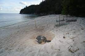 Because of it olive colored and heart shape top shell it is known as olive ridley turtles. Chagar Hutang Seatru