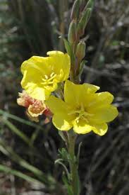 Image result for Oenothera indecora
