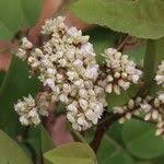 Image result for Dalbergia boehmii