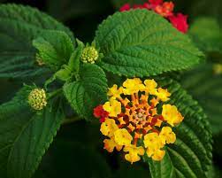 Live Again Health Benefits Of Lantana Camara Lantana Facebook
