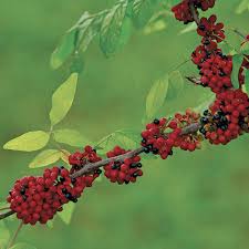 Image result for Zanthoxylum