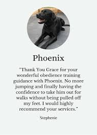 Phoenix, az 85 dog trainers near you. Get In Touch Dog Trainer Christchurch Best Mate Dog Training Food Free Dog Training That Really Works Christchurch Selwyn