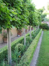 As known as espaliered trees, pleached trees are used to create arbors, tunnels, and arches. Stars Of The Small Screen Abbotswood