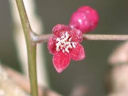 Image result for Sorindeia juglandifolia