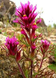 Maybe you would like to learn more about one of these? Into The Pink Arizona Wildflowers Beautiful Flowers Desert Flowers