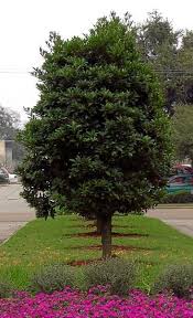 We are a family owned tree farm in waxahachie, texas. Gardeners Dirt Japanese Blueberry Tree Good Choice For Area Home And Garden Victoriaadvocate Com