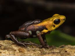 Image result for Cryptolepis hypoglauca