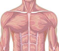 He explains how actin and myosin interact to. Muscular System Development Creative Diagnostics