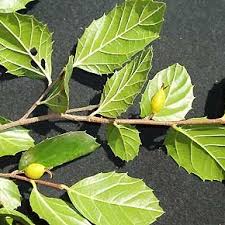 Image result for Celtis sinensis