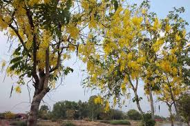 Image result for Caesalpinia