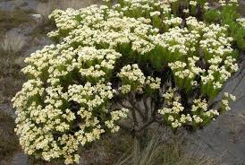 Bunga edelweis biasa memiliki waktu mekar pada bulan april hingga agustus setiap tahun. Cara Merawat Bunga Edelweiss Yang Langka Tanaman Hias Bunga Buah Dan Sayur