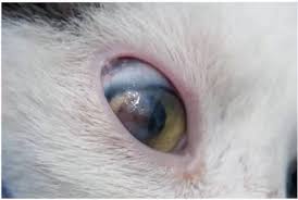 Cats are very independent animals and don't like being controlled that much. 8 Common Eye Problems In Cats Cat World