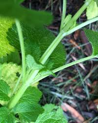 Tea plant vector lemon balm isolated lemon balm illustration lemon balm hand drawn mellisa lemon balm tea hand drawn shamrock lemon balm garden herbs flowers lemon balm leaves. Melissa Officinalis Balm Balm Mint Common Balm Lemon Balm North Carolina Extension Gardener Plant Toolbox