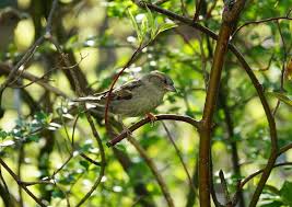 5) ist es untersagt, im zeitraum vom 1. Hecke Schneiden Verboten Wann Strafen Und Bussgelder Drohen