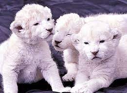Those found in africa and asia however are occasionally preyed upon by other large carnivores such as lionsand hyenas, but the most common predator and biggest threat to all panthers is people. Are There White Panthers Nature 2021