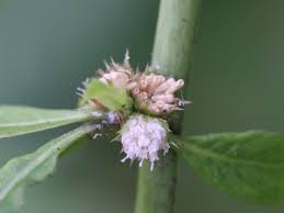 Image result for Struchium