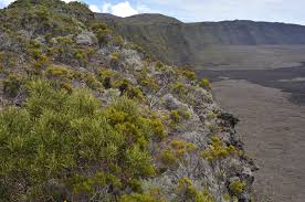 Image result for Costularia