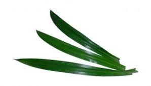 As a matter of fact, whole pandan plant is considered to be diuretic and is extremely useful for healing various wounds and. Biryani Leaf At Rs 580 Kilogram Kundapura Bengaluru Id 10536680762