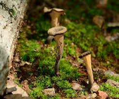 Image result for Craterellus fallax