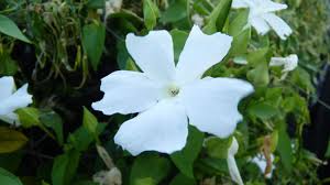 Image result for Thunbergia gossweileri