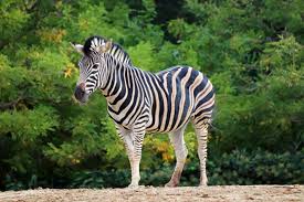 Image result for zebra