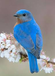 Media Tvity Ot Hilda Ghiovanela Tvitter Beautiful Birds Birds Flying Pet Birds