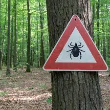 La maladie de lyme est une maladie infectieuse due à une bactérie (borrelia) transmise par l'intermédiaire d'une piqûre de tique. Maladie De Lyme Symptomes Et Traitements Doctissimo