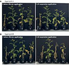 Image result for tomato seedling fusarium wilt