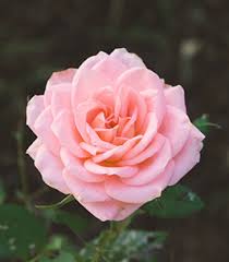 The importance of funeral flowers is what we take the most pride in. Linda Williams Obituary Erie Pa Kloecker Funeral Home And Crematory Inc