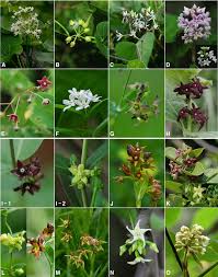 Image result for Apocynaceae subfamilies Asclepiadoideae and Secamonoideae
