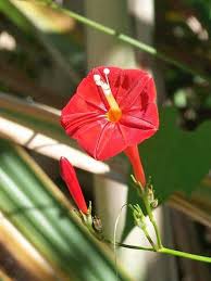 Image result for Ipomoea sinensis