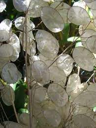 Naturals Florals Silver Dollar Plant Money Trees Plants