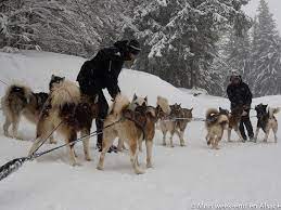 La station du lac blanc organise quant à elle des courses de chiens de. Bapteme De Chiens De Traineau Au Schnepfenried Avec Reve De Nord Mon Week End En Alsace