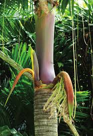 Image result for Eremospatha haullevilleana