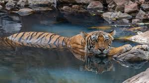 Coleção de papéis de parede dedicada aos tigres. Tigre 4k Ultra Papel De Parede Hd Plano De Fundo 3840x2160