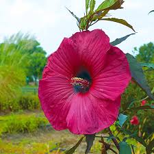 Image result for Hibiscus seineri