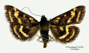 Image result for Pyrausta ostrinalis