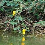 Image result for Aeschynomene elaphroxylon