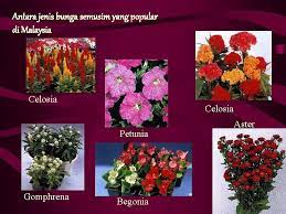 Jenis jenis konjungsi terbagi kedalam beberapa bagian ataup kelompok, selengkapnya. Tanaman Bunga Semusim Pengenalan Sejenis Tanaman Yang Mempunyai
