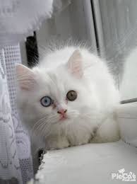 Black And White Cat With Brown Eyes Shoshi Odd Eyed Persian White Persian Kittens Persian Kittens Cat With Blue Eyes